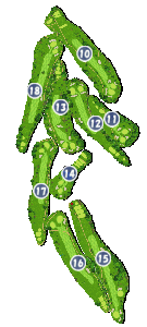 コース画像