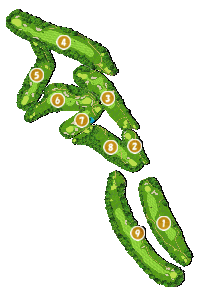 コース画像