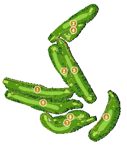 コース画像