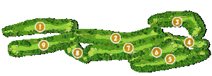 コース全体俯瞰図