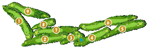 コース全体俯瞰図