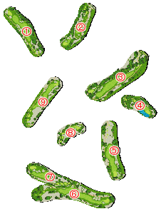 コース全体俯瞰図