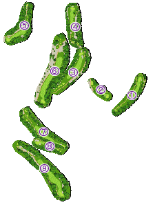 コース全体俯瞰図