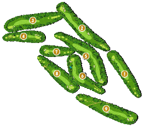 コース全体俯瞰図