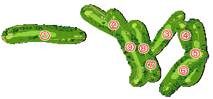 コース全体俯瞰図