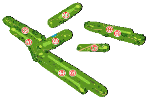 コース全体俯瞰図