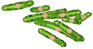 コース全体俯瞰図