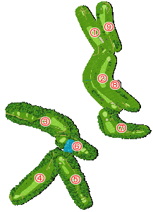 コース全体俯瞰図