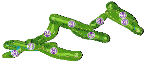 コース全体俯瞰図