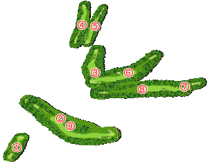 コース全体俯瞰図