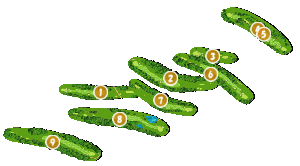 コース全体俯瞰図