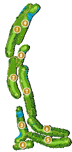 コース全体俯瞰図