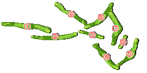 コース全体俯瞰図