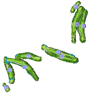 コース全体俯瞰図