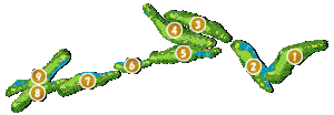 コース全体俯瞰図