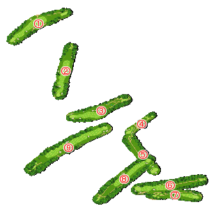 コース全体俯瞰図