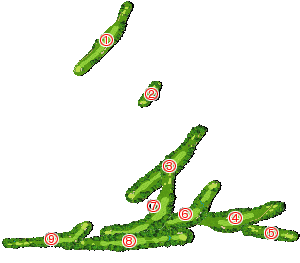 コース全体俯瞰図
