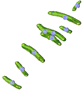 コース全体俯瞰図