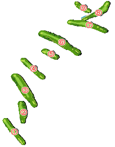 コース全体俯瞰図
