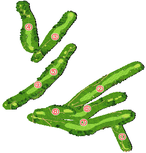 コース全体俯瞰図