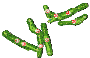 コース全体俯瞰図